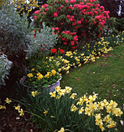 Flower, flowers, daffodil, daffodils, narcissus, spring, spring garden, spring gardens, bulb, bulbs, spring bulb, spring bulbs, spring scene, spring scenes, gardens, lawns, Rhododendrons