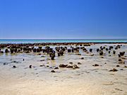 Western Australia, Coastal scenes, Stromatolites, Peron Peninsula, Ocean scenes