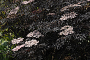 New images, tree, trees, elder, elders, sambucus, nigra, Sambucus nigra, Black Lace.