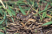 Orthoptera, insect, insects, grasshopper, grasshoppers, wingless, wingless grasshopper, wingless grasshoppers.