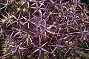 New images, allium, allium cristophii, cristophii.
