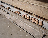 Bird, birds, chicken, chickens, hen, hens, egg, eggs, freerange, free range, free-range egg, free-range eggs, conveyor, conveyors, conveyor belt, conveyor belts.