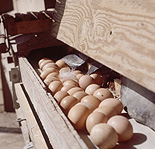 Bird, birds, chicken, chickens, hen, hens, egg, eggs, freerange, free range, free-range egg, free-range eggs, conveyor, conveyors, conveyor belt, conveyor belts.