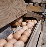 Bird, birds, chicken, chickens, hen, hens, egg, eggs, freerange, free range, free-range egg, free-range eggs, conveyor, conveyors, conveyor belt, conveyor belts.