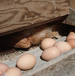 Bird, birds, chicken, chickens, hen, hens, egg, eggs, freerange, free range, free-range egg, free-range eggs, conveyor, conveyors, conveyor belt, conveyor belts.