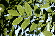 New images, tree, trees, ash, leaf, leaves. Young leaves of ash (Fraxinus excelsior) backlit by sunlight