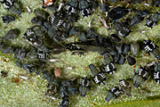 New images, pest, pests, aphid, aphids, black bean, black bean aphid, Black bean aphids, aphis, fabae, Aphis fabae, vegetable, vegetables, bean, beans, broad bean, broad bens, leaf, leaves.
