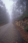 Road, roads, sealed road, sealed roads, kosciusko, great dividing range, kosciusko NP, kosciusko national park, national park, national parks, NSW national park, nsw national parks, Australian national park, snowy mountains, fog, mist, tree, trees, HOL08,