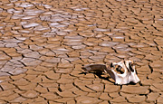Climate, weather, drought, drought scenes, drought scenes, disasters, natural disasters, mud, cracked mud, dried mud, skull, dead animals