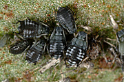 New images, pest, pests, aphid, aphids, black bean, black bean aphid, Black bean aphids, aphis, fabae, Aphis fabae, vegetable, vegetables, bean, beans, broad bean, broad bens, leaf, leaves.