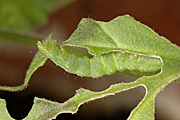 New images, insect, insects, pest, pests, moth, moths, silver y, Silver Y moth, silver y moths, autographa, gamma, autographa gamma, caterpillar, caterpillars, zonal pelargonium, zonal pelargoniums, zonal.