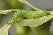 New images, insect, insects, pest, pests, moth, moths, silver y, Silver Y moth, silver y moths, autographa, gamma, autographa gamma, caterpillar, caterpillars, zonal pelargonium, zonal pelargoniums, zonal.