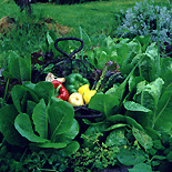 Food, garden, gardens, vegetable, vegetables, vegetable garden, vegetable gardens, capsicum, capsicums, chili, chilies, chilli, chillies, pepper, peppers, bell pepper, bell peppers, hol08,