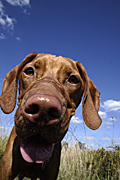 Animal, animals, dog, dogs, vizla, vizla dog, vizla dogs, hungarian, pet, pets, domestic, domestic dog, domestic dogs, tongue, tongues, Australia, Sport pictures, Sports, balloon images, hot air balloons