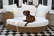 Animal, animals, dog, dogs, vizla, vizla dog, vizla dogs, hungarian, pet, pets, domestic, domestic dog, domestic dogs, indoors, furniture, furnitures, chair, chairs, conservatory, conservatories, window, windows, pillow, pillows, cushion, cushions, Australia, Sport pictures, Sports, balloon images, hot air balloons