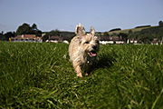 Animal, animals, dog, dogs, pet, pets, domestic, domestic dog, domestic dogs, terrier, terriers, norfolk, norfolk terrier, norfolk terriers, field, fields, run, runs, running, Australia, Sport pictures, Sports, balloon images, hot air balloons