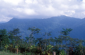 New guinea, papua new guinea, kokoda, kokoda track, kokoda trail, central province, owen stanley, owen stanley range, owen stanley ranges, mountain, mountains, range, ranges, mountain range, mountain ranges, jungle, jungles, tree, trees.