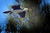 Animal, Animals, Australia, Australian, Australian bird, Australian birds, Bird, birds, cormorant, cormorants, CS34,
