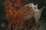 Coral, corals, shell, shells, sea shell, sea shells, seashell, seashells.