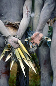 New guinea, papua new guinea, mount hagen, mt hagen, mount hagen show, mt hagen show, ceremony, ceremonies, nail, nails, bamboo, mudman, mudmen, mud man, mud men, male, males, people, performer, performer, tribe, tribes, tribal.
