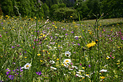 Flower, flowers, wildflower, wildflowers, Switzerland.