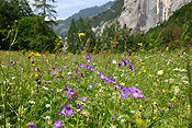 Flower, flowers, wildflower, wildflowers, Switzerland.