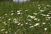 Flower, flowers, wildflower, wildflowers, Switzerland.