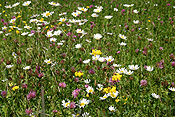 Flower, flowers, wildflower, wildflowers, Switzerland.