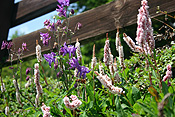 Flower, flowers, wildflower, wildflowers, Switzerland.