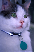 Animal, animals, cat, cats, domestic, domestic cat, domestic cats, pet, pets, collar, collars, id tag, id tags, identification tag, identification tags.