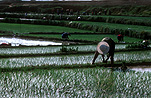 Asia, Asian, China, Chinese, Chinese people, rice, agriculture, paddy, paddies, rice paddy, rice paddies, Ping Ziang, Ping Ziang county, rice growing, rice growing, rice field, rice fields.