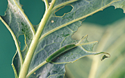 Insect, insects, lepidoptera, Arthropod, Arthropods, insecta, cabbage white caterpillar, cabbage white caterpillars, cabbage white butterfly, cabbage white butterflies, cabbage white, cabbage-white, cabbage-white butterfly, cabbage-white butterflies, caterpillar, caterpillars, cabbage white, butterfly, butterflies.