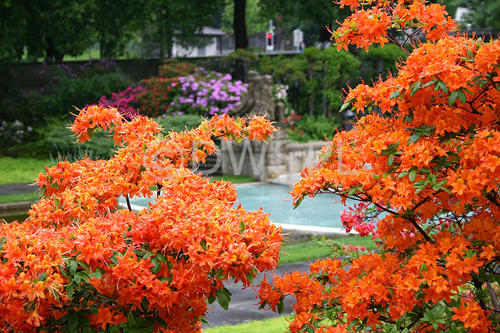 stock photo image: Flower, flowers, azalea, azaleas, garden, gardens, orange, orange flower, orange flowers.