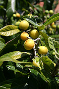 LOQUAT TREE (ERIOBOTRYA JAPONICA) ROSACEAE