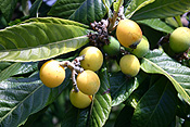 LOQUAT TREE (ERIOBOTRYA JAPONICA) ROSACEAE