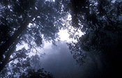 New guinea, papua new guinea, owen stanley range, central province.