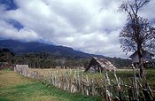 New guinea, papua new guinea, central province, myola, hut, huts, house, houses, housing, kokoda trail.