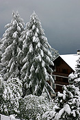 Europe, switzerland, swiss, alps, swiss alps, mountain, mountains, villars, chalet, chalets, resort, resorts, snow, snow scene, snow scenes, winter, winter scene, winter scenes, cold, christmas tree, christmas trees. PH44,