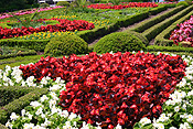 Europe, switzerland, swiss, garden, gardens, formal, formal garden, formal gardens, schloss oberhofen, oberhofen, schloss park, lake, lakes, thun, lake thun, alps, swiss alps, begonia, begonias, bedding, bedding begonia, bedding begonias, hedge, hedges, hedging.