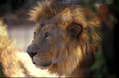 Animal, Animals, Cat, Cats, lion, lions, mammal, mammals, placental mammal, placental mammals, carnivore, carnivores, felidae, asiatic lion, asiatic lions, Zoo, Zoos, Adelaide, Adelaide Zoo, Australia, wild cat, wild cats, South Australia, SA.