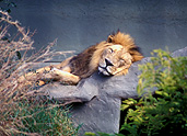 Animal, Animals, Cat, Cats, lion, lions, mammal, mammals, placental mammal, placental mammals, carnivore, carnivores, felidae, asiatic lion, asiatic lions, Zoo, Zoos, Adelaide, Adelaide Zoo, Australia, wild cat, wild cats, South Australia, SA, sleep, sleeps, sleeping, asleep.