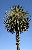 Tree, trees, palm, palm tree, palm trees.
