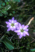 Flower, flowers, wildflower, wildflowers, china, purple, purple flower, purple flowers, mao niu, mao niu river, mao niu river valley, valley, valleys.