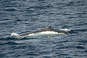 Australia, New South Wales, shoal bay, whale, whales, mammal, mammals, port stephens.