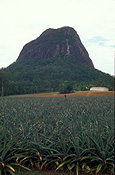 Food, fruit, pineapple, pineapples, ananas, ananas comosus, tropical fruit, tropical fruits, bromeliad, bromeliads, australia, qld, great dividing range, queensland, glasshouse, glasshouse mountain, glasshouse mountains, glass house, glass house mountains, rural, rural scene, rural scenes, agriculture.