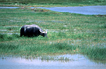 Asia, Asian, Southeast Asia, South East Asian, SE Asia, malaysia, archipelago, archipelagos, andaman, andaman sea, langkawi, swamp, swamps, swampland, swamplands, swamp land, swamp lands, animal, animals, buffalo, buffaloes, water, water buffalo, water buffaloes, bubalus, bubalus bubalus, ungulate, chordata, mammal, mammals, bovidae, bovinae.