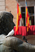 Europe, Spain, Spanish, Valencia, plaza, plazas, virgen, plaza del la virgen, fountain, fountains, statue, statues, pigeon, pigeons, bird, birds, FF25,