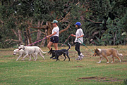 Australia, New South Wales, sydney, park, parks, centennial, centennial park, people, couple, couples, dog, dogs, domestic, domestic dog, domestic dogs, exercise, exercises, exercising.