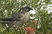 RED WATTLEBIRD (ANTHOCHAERA CARUNCULATA) ON GREVILLEA BUSH. AUSTRALIA