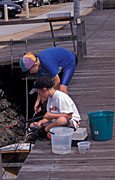 Australia, people, child, children, boy, boys, male, males, fishing, Sport pictures, Sports, jetty, jetties, pier, piers, fishing rod, fishing rods, bucket, buckets.